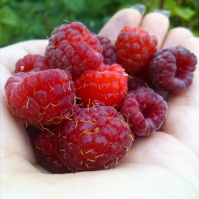 nadezhda__kosterina в LOOKY — #малина #вкусняшка #ягода #красиво #красный  #лето #summer