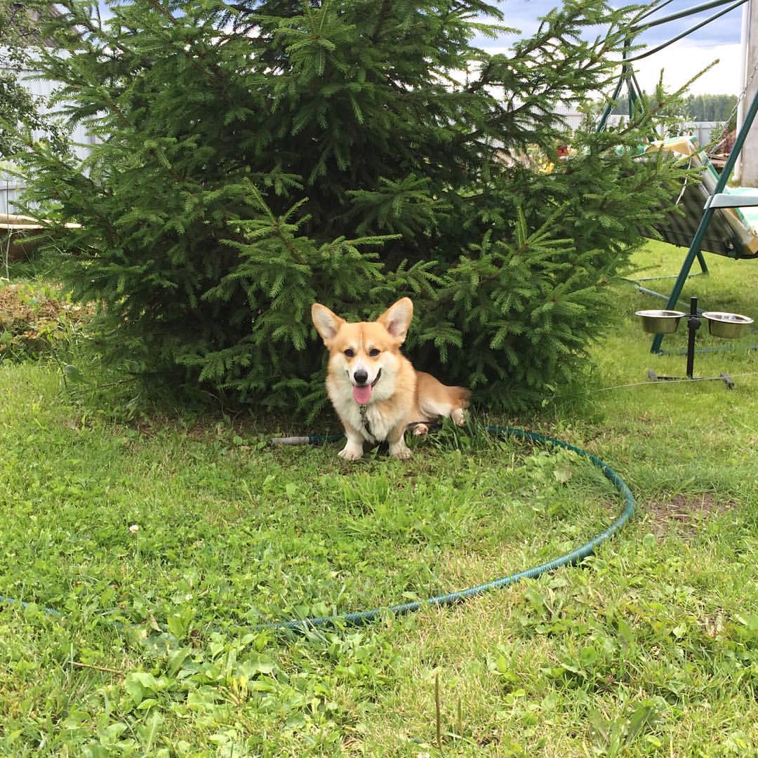 matrosk1n в LOOKY — Охраняем ёлку. #corgi #welshcorgi #pembroke #countrylook #fu