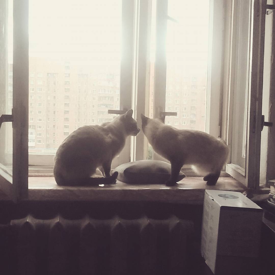 japaneseblackcat в LOOKY — публикация