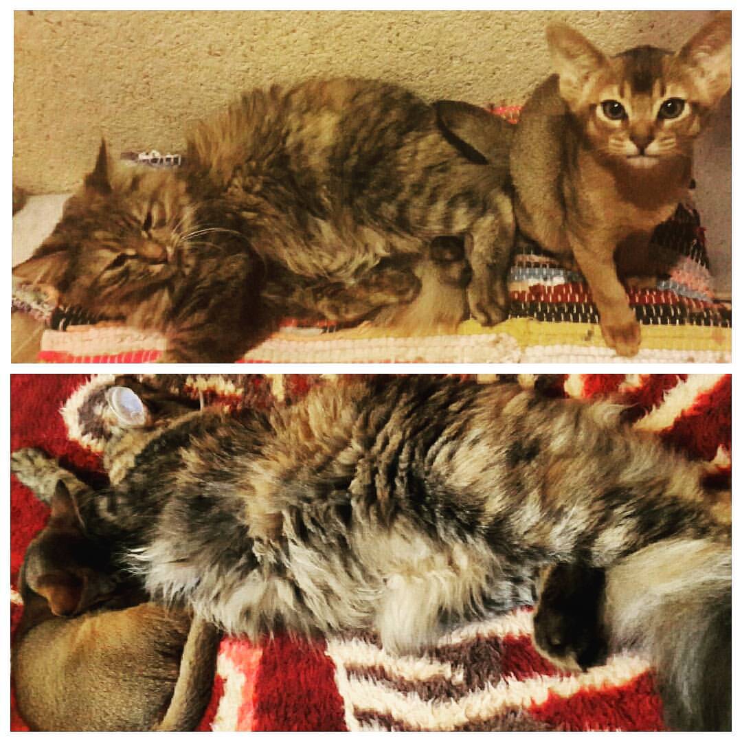 natalykovalevskaya в LOOKY — #Котики...
#кошки #кошак #кошара #друзья #друганы #спят #шип