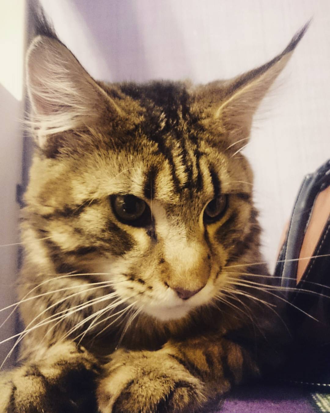 ninok336 в LOOKY — 😻#симба_мойкотик 😼