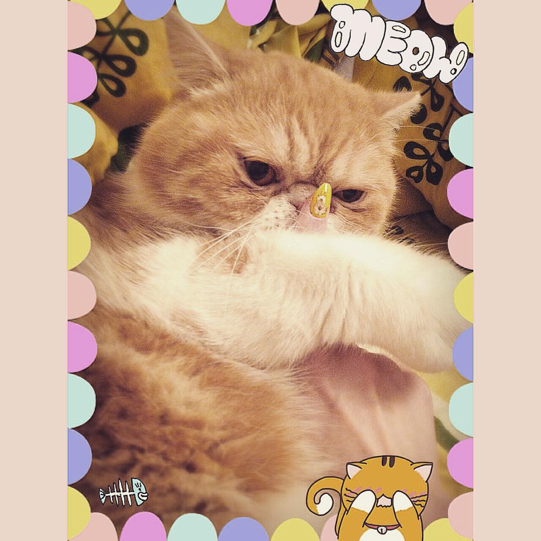 sindalin в LOOKY — #cat #cats #TagsForLikes #catsagram #catstagram #instagood #