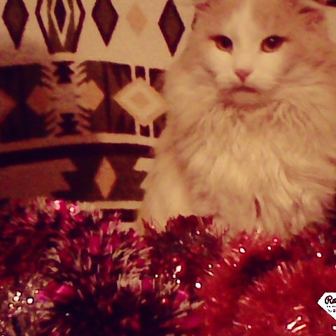 an_lyy в LOOKY — #здравствуйновогоднеенастроение
#какдолгомытебяждали 
#♥