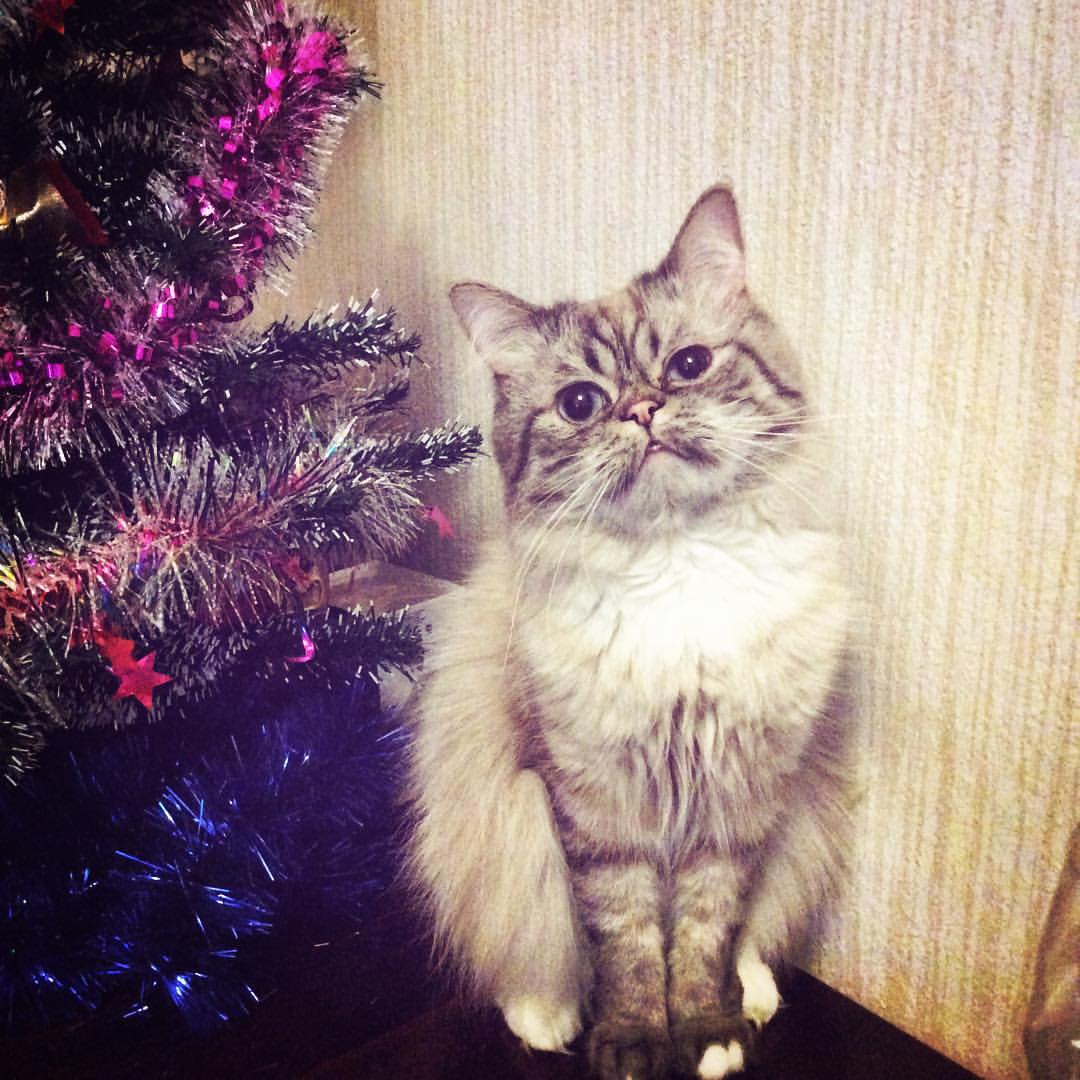 k.luliia в LOOKY — С Новым годом, товарищи! #котики #встречаемновыйгод