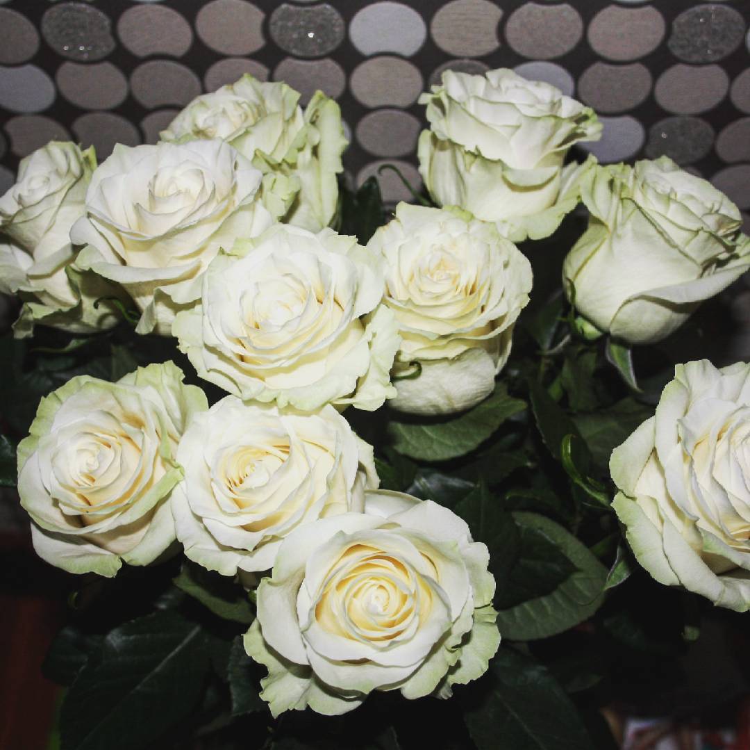 k0kosik в LOOKY — #сднемрожденьяменя #цветы #розы