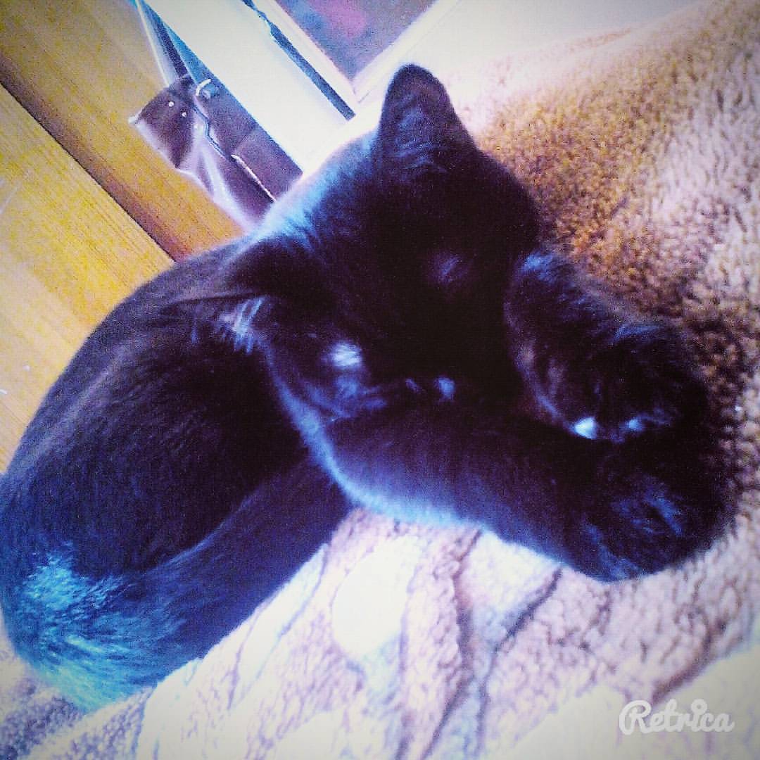 evgrafova_ksenia в LOOKY — Спит мой зайчик😻
#cat#кот#Кекс