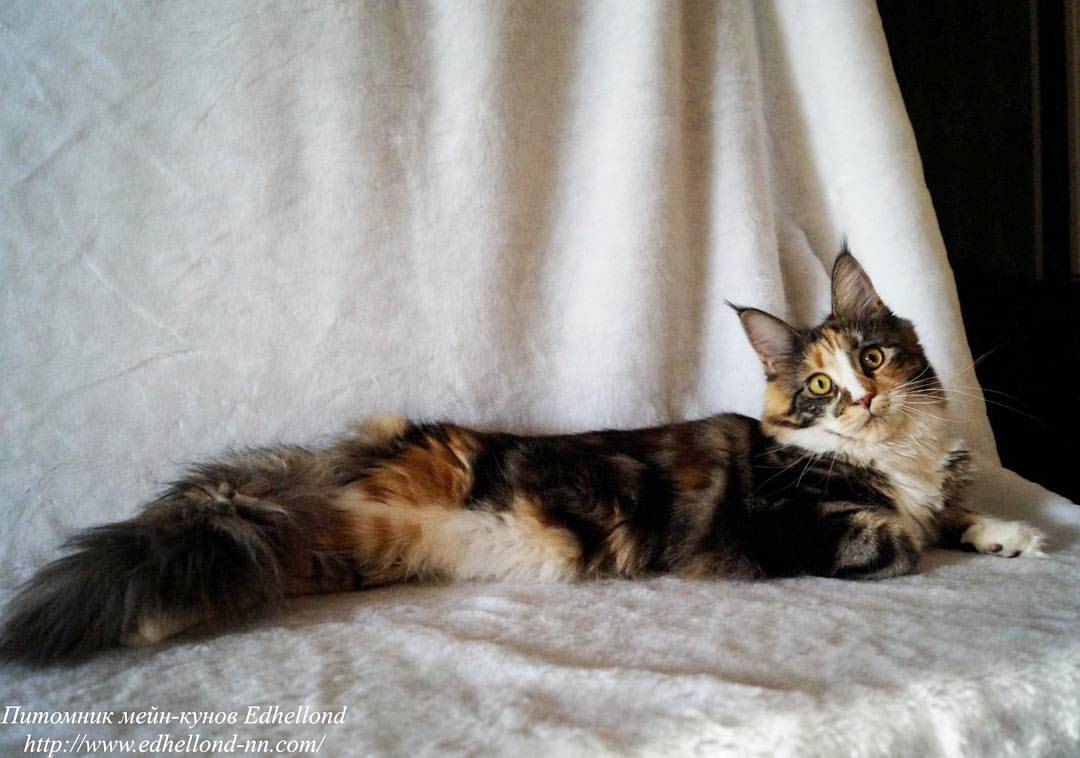 edhellond_cattery в LOOKY — Margarita NoBabyGlare 
#edhellond#cattery#питомникмейнкунов#