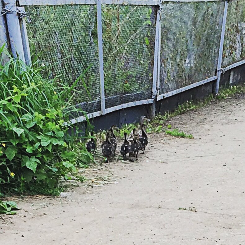mila_averianova_ в LOOKY — Утятки гуляют😊🐣🐥🐣🐥🐣🐥🐾🐾🐾маааленькие ☺️