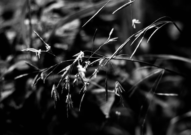 cathya__wind в LOOKY. #summer,#monochromephotography. #summer #monochromep...
