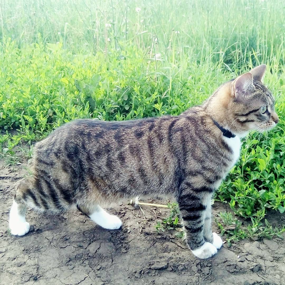 konaig_ в LOOKY — Давно я не выкладывала свою красотку #кошка😻ксюша