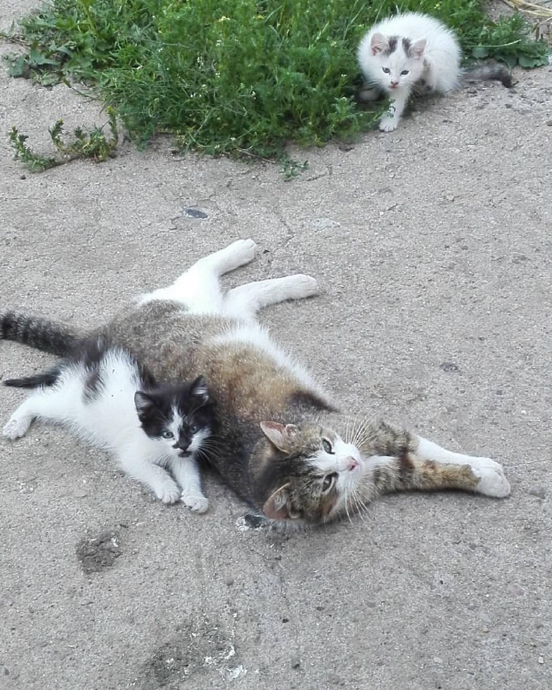 nastya_leonik в LOOKY — Семейство) #семья #кошкаикотята #счастье #летовдеревне