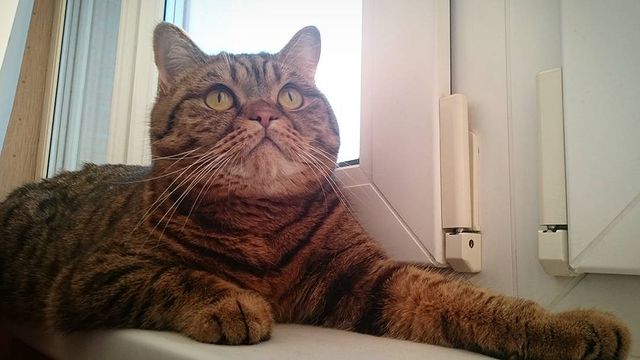 renuarfly в LOOKY. #Соер,#лев,#lion,#king,#царь. Когда домашний кот д...
