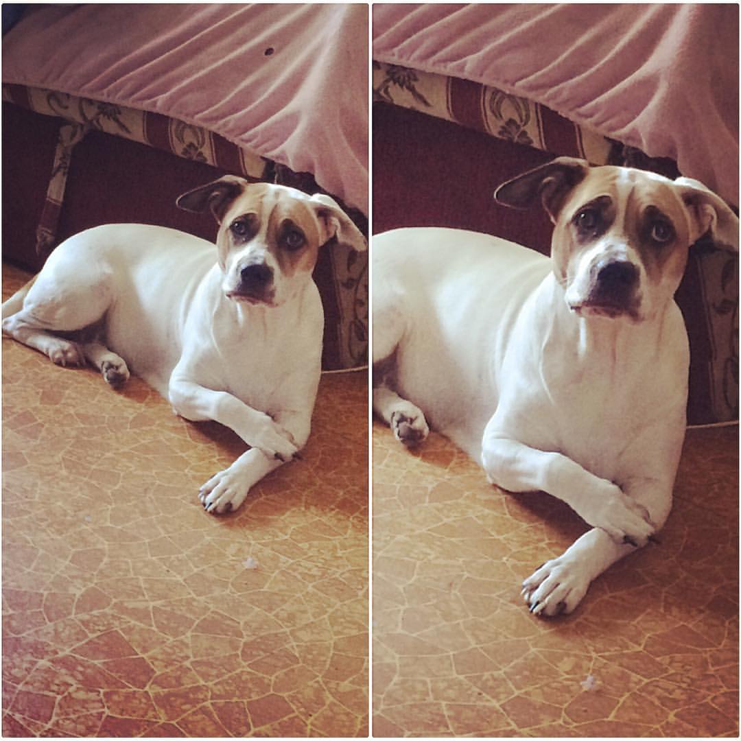 katrin_alexsa в LOOKY — Моя Барочка🐕🐾💛