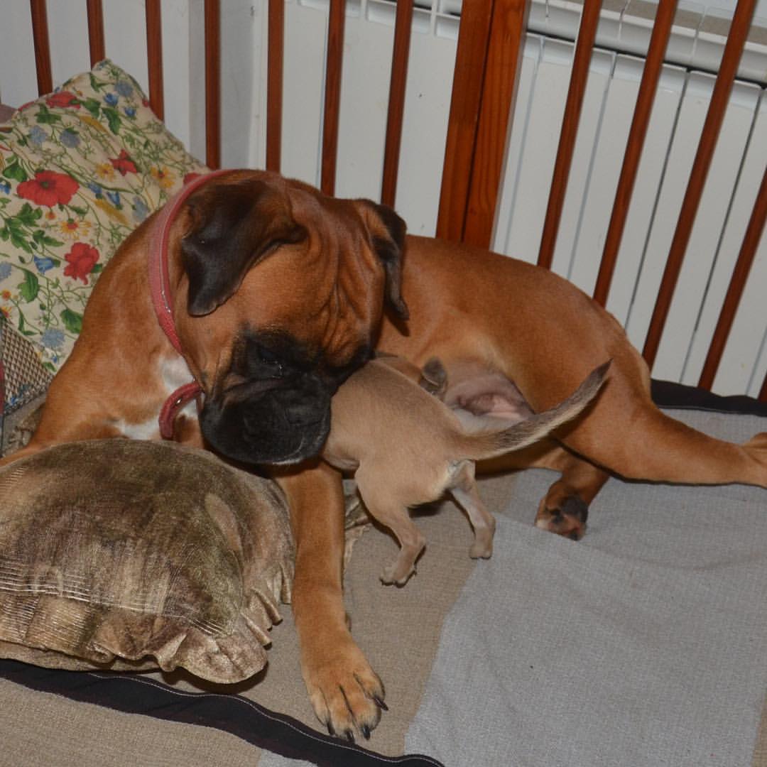 bogomolof в LOOKY — #chihuahualove,#boxerdog
