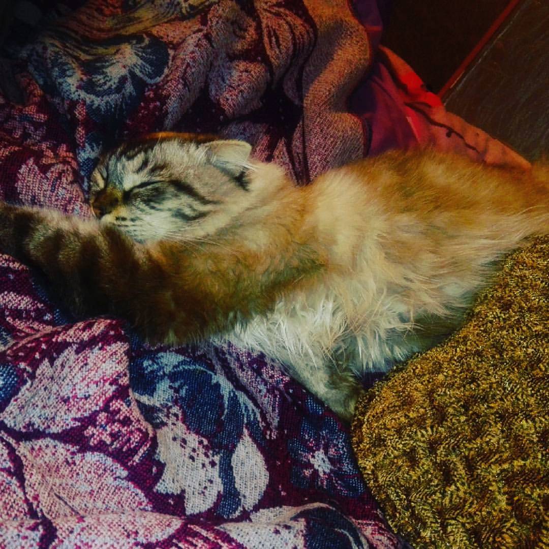 ninamikushi в LOOKY — #мойкот