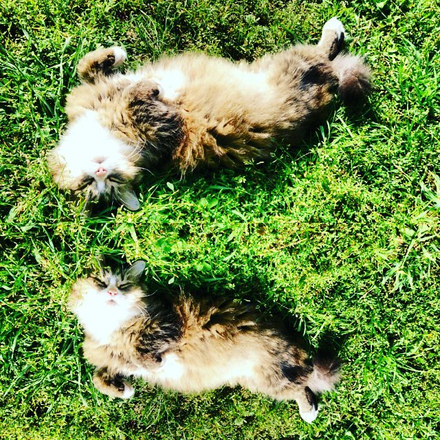 nastena.vagayceva в LOOKY — #архив#солнце#лето#котизм😊
