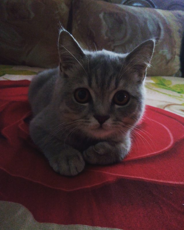 viktoria_08_09 в LOOKY — Любимый:*