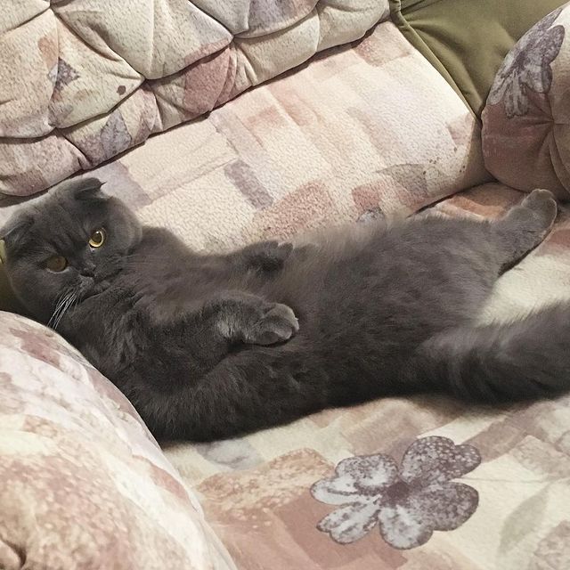 daria__basova в LOOKY. . Вот существо которое...