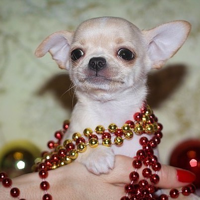 pugachevatatiya в LOOKY — My Baby,my love #chihuahuas #animals #home #lovedog #instago