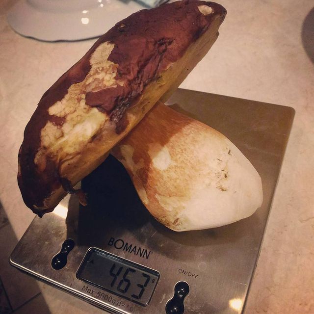 yurviko в LOOKY. #белый,#гриб,#ннов,#нижегородскаяобласть. И не червивый!  463 ...
