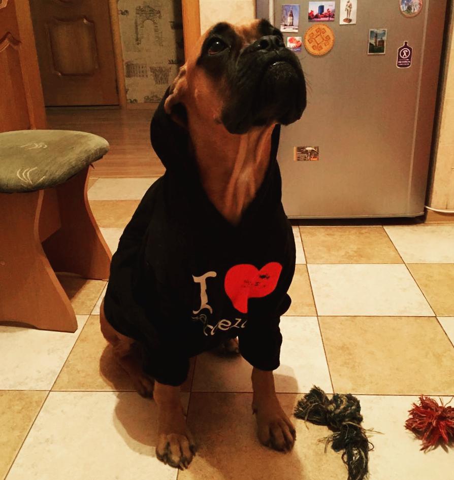 anna_ts_0704 в LOOKY — 😍 #немецкийбоксер #моясобака #mydog #ilovemydog