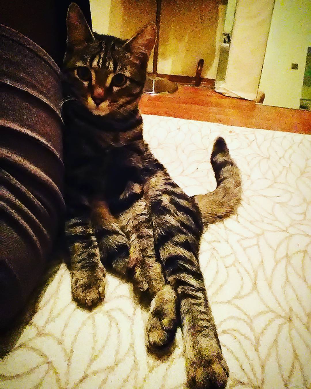 dydinanadia в LOOKY — #мойкотейка
