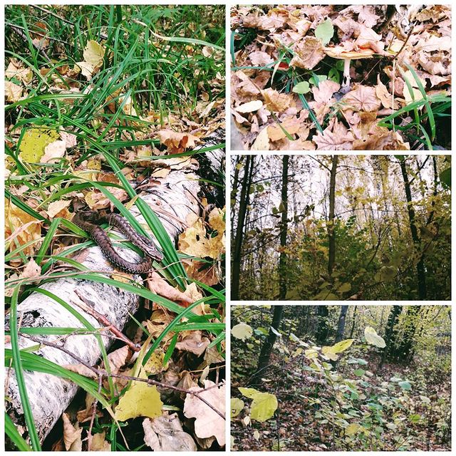 sasha_grad92 в LOOKY. #Осень2016🍂🍃🍁. #Осень2016🍂🍃🍁