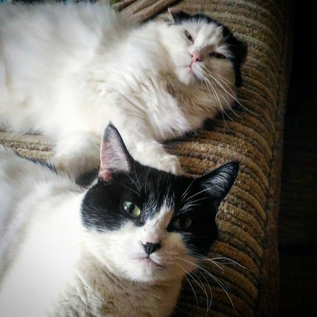 love4cats1dog в LOOKY — Фунтя и Мотька #cat #cats #kitten #kitty #kittens #catsagram
