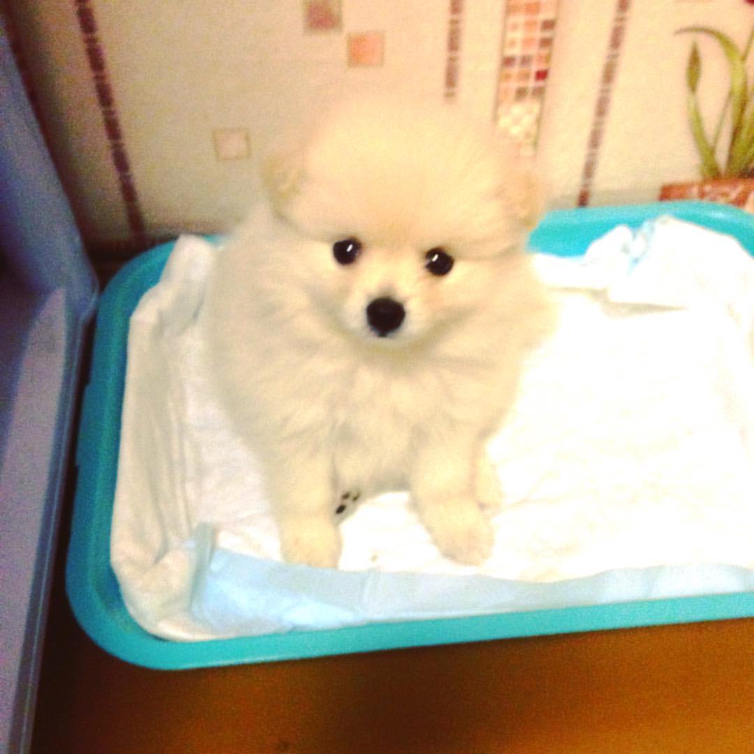 tasyany в LOOKY — #шпицуля🐶❤️💖🎀🐾✨буся