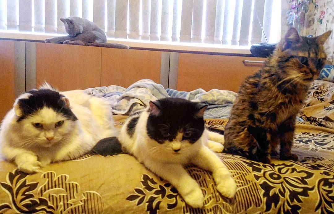 love4cats1dog в LOOKY — Банда #cat #cats #catoftheday #club_of_cats #catsofinstagram