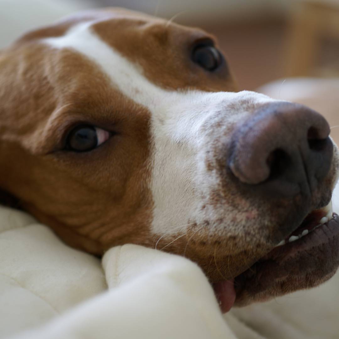tv_mow_led in LOOKY. #ZEPHYR_dog,#animals,#dog,#dogs,#фото,#фотограф,#охота,#hunters,#pointer­,#morethanjustanimals­,#backcountrypaws­,#dogs_a_day­,#birddogoftheday­,#barkingtonpost­,#outdoorswithdogs­,#russia,#собака. #ZEPHYR_dog #animals...