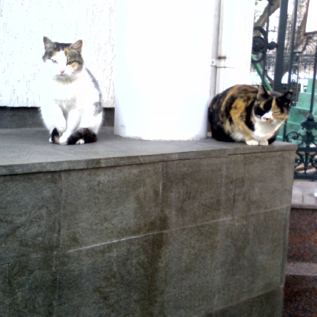mariya_smetanina в LOOKY — Красавцы. :)
