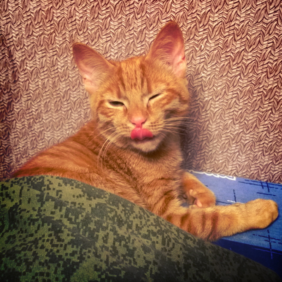 plagin1 в LOOKY — #Котушка