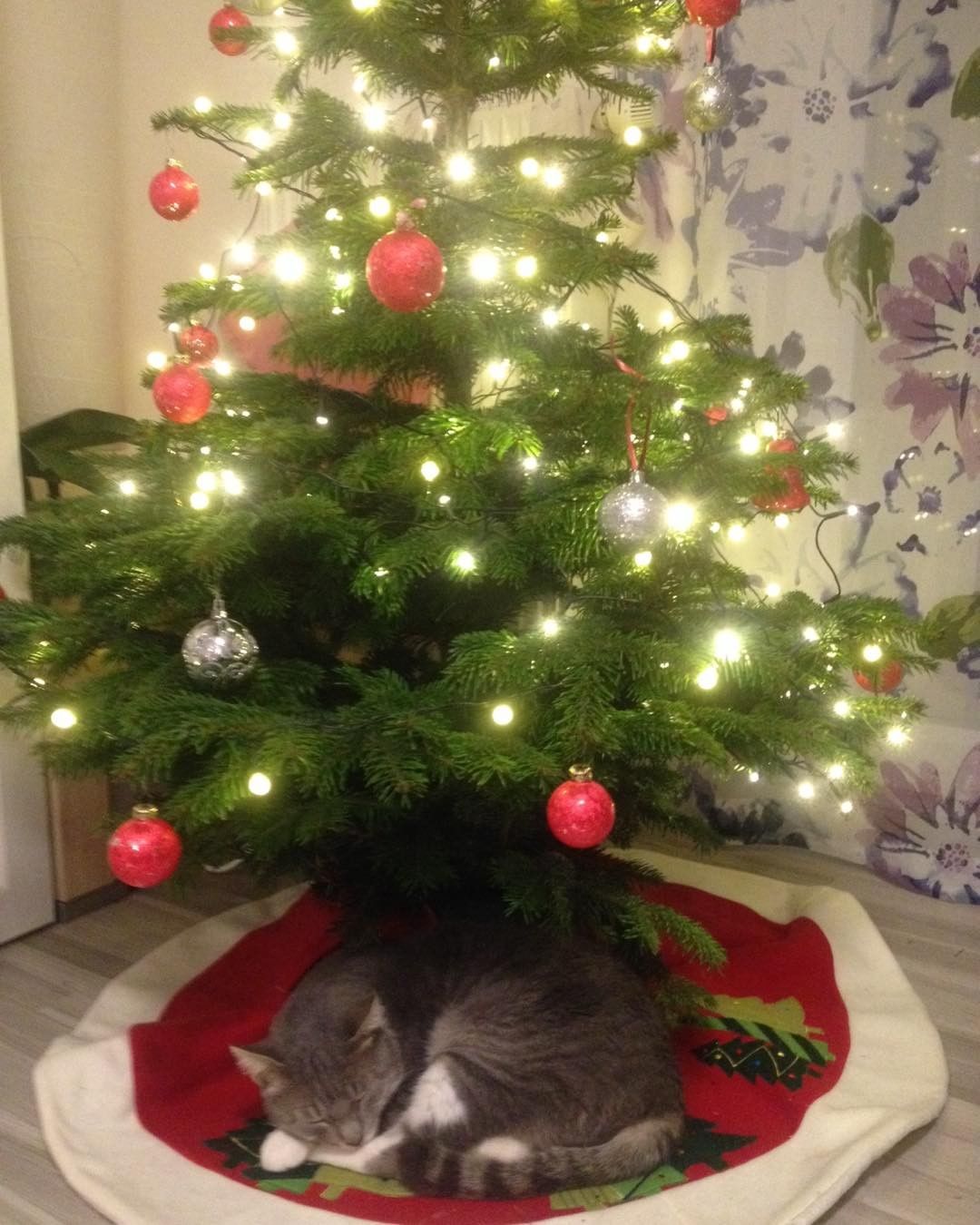 biruolga в LOOKY — Кот утомился ждать Новый год!😄 #новыйгод #новогодниекотики