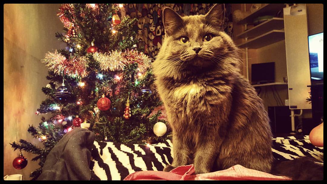 annanas.aleksandrovna в LOOKY — Самая мимими кисонька на свете😻 Окси 😇 #кот #кошка #киса #