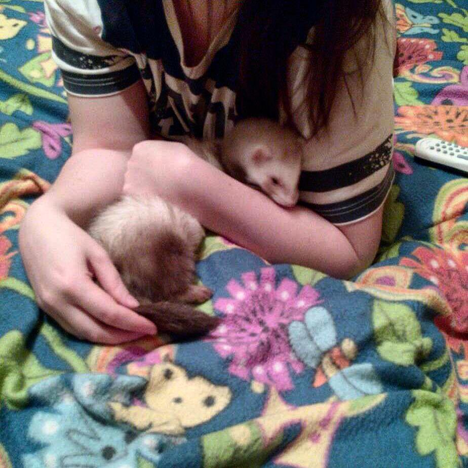 lipatovmv в LOOKY — Вечерние обнимашки 
#ferrets #ferret #ferretsofinstagram #fe