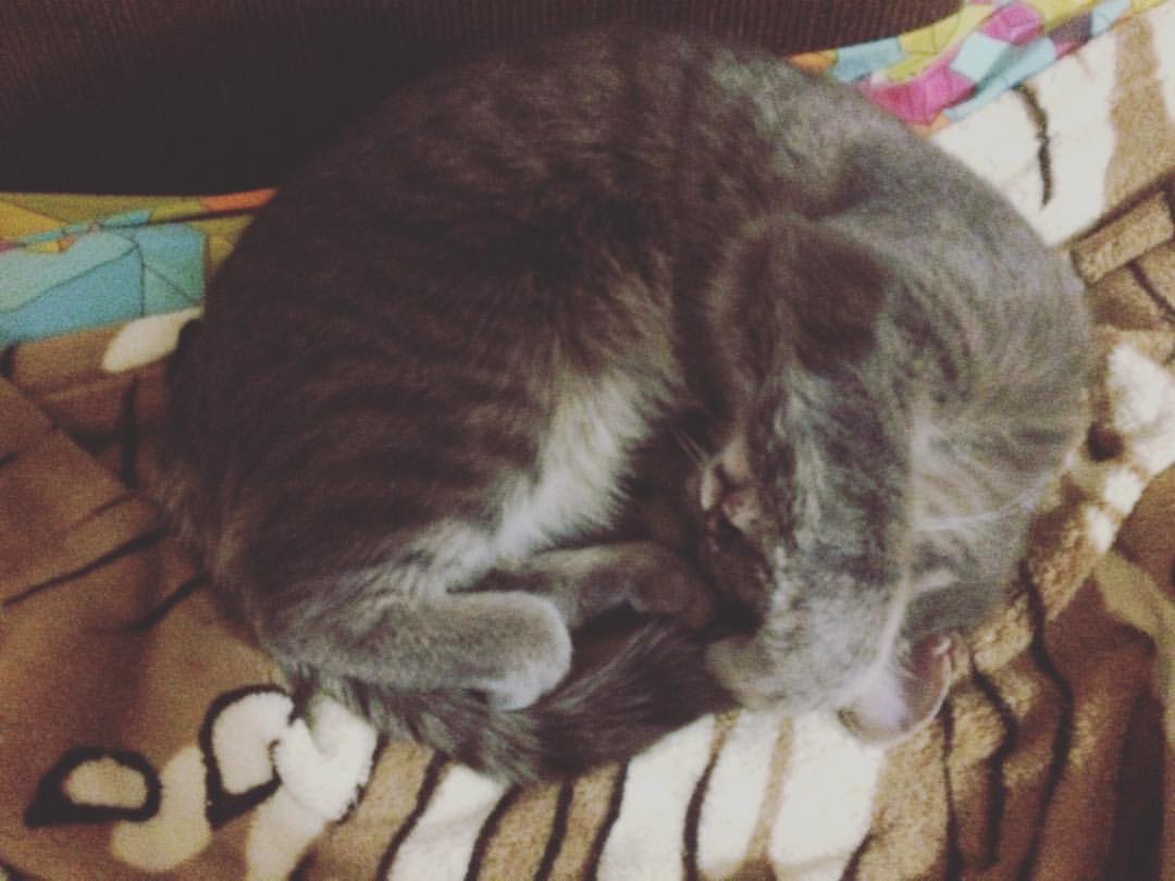 svetik_puzyreva в LOOKY — Моя Киса🐈