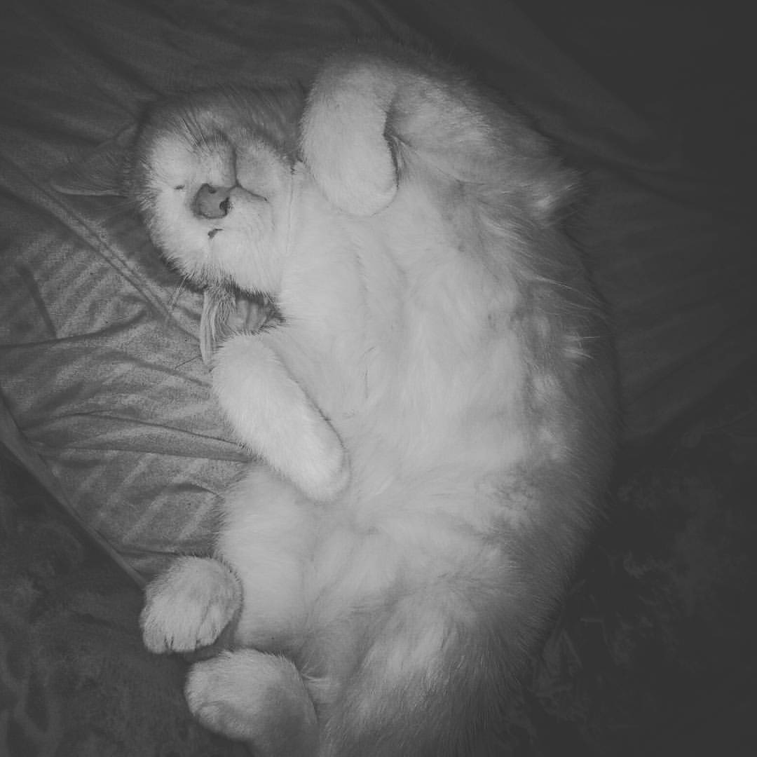 oykinak in LOOKY. #любимая#кошка#пуся. #любимая#кошка#пуся