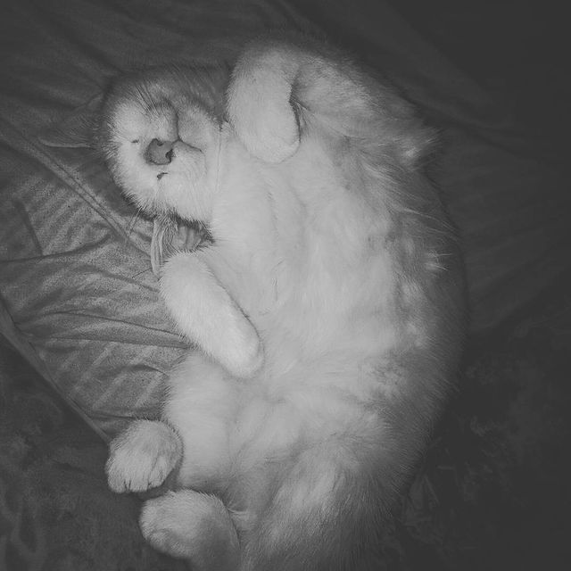 oykinak в LOOKY. #любимая#кошка#пуся. #любимая#кошка#пуся