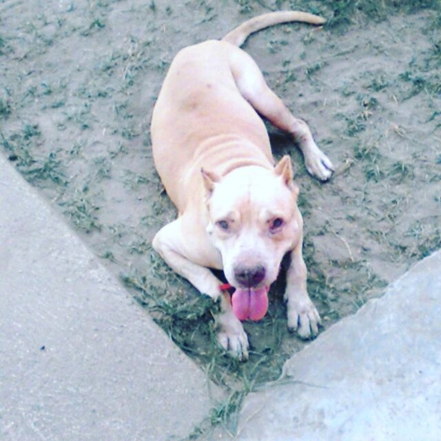 wilna.cedeno в LOOKY. #Thor,#Alexis. #Thor mi hermoso per...