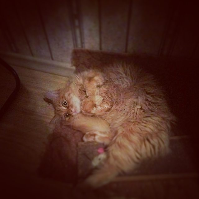 stastmn в LOOKY. #тюмень,#кошка,#дома. #тюмень #кошка #дома
