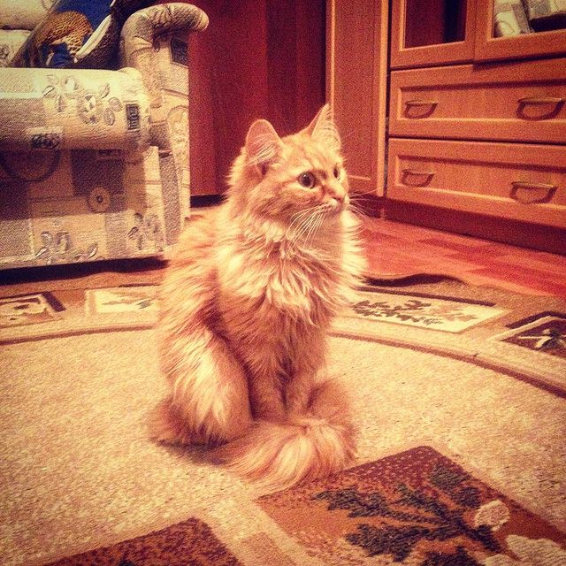 stastmn в LOOKY. #тюмень,#дома,#кошка. #тюмень #дома #кошка