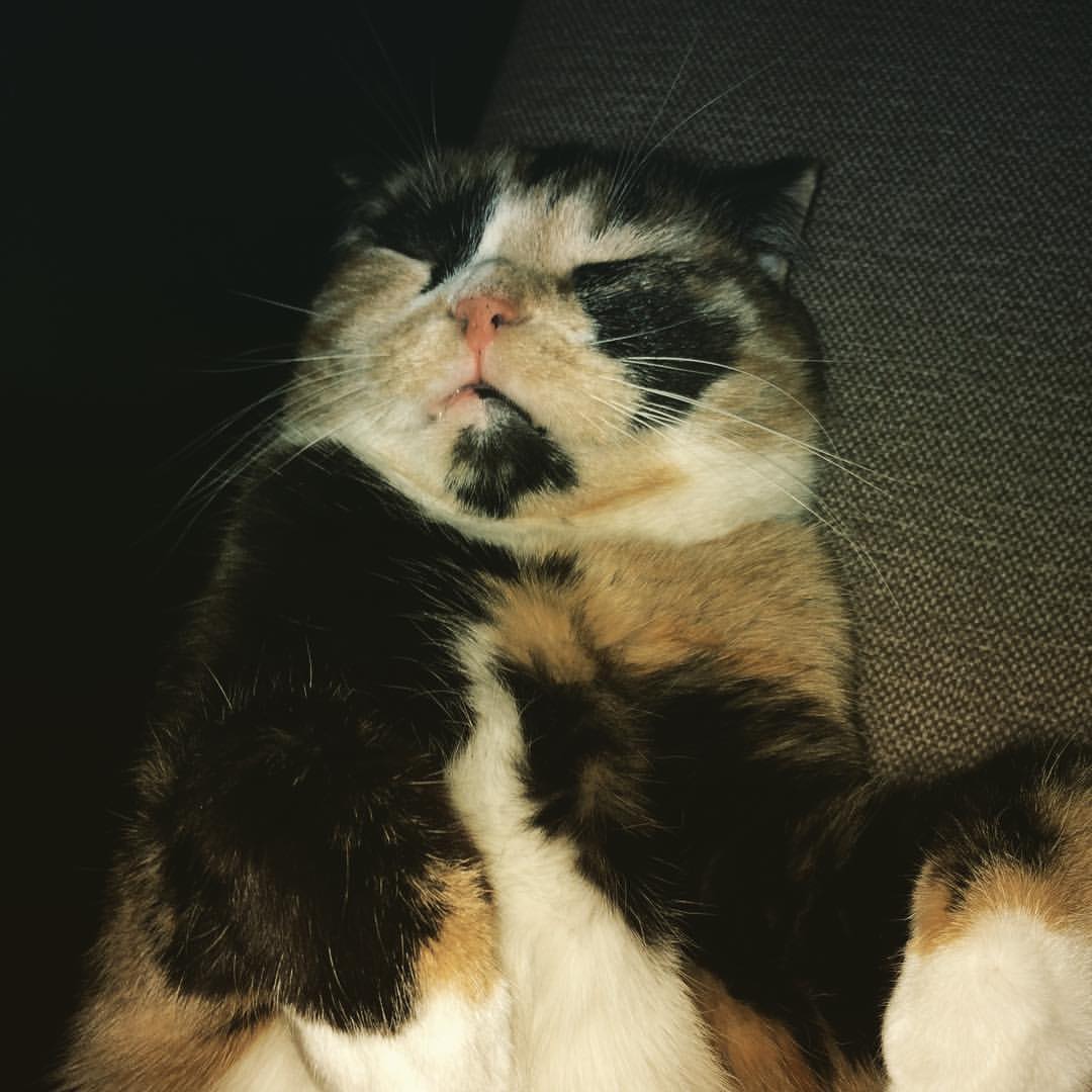 knowapain в LOOKY — #кошка #кошкаспит #котэ #веслоухие #kurgan #спимкакхотим