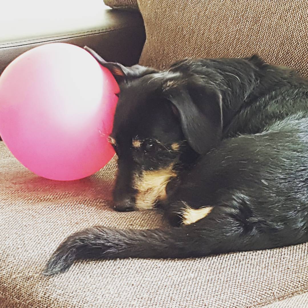 tv_mow_led in LOOKY. #animals,#dog,#dogs,#фото,#фотограф,#охота,#hunters,#pointer­,#morethanjustanimals­,#backcountrypaws­,#dogs_a_day­,#birddogoftheday­,#barkingtonpost­,#outdoorswithdogs­,#russia,#собака. #animals #dog #dogs ...