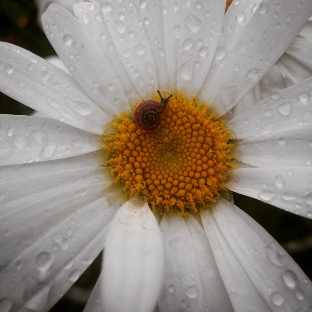 shinobi_koe в LOOKY — From summer archives. Little snail. || Глюки есть, их не мож