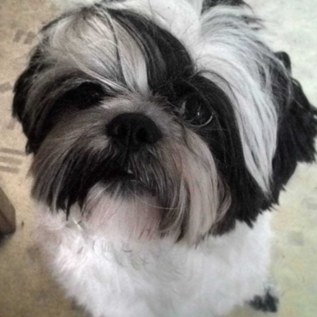 ekaterina__now в LOOKY — #ялюблюсвоюсобаку #мойлюбимыйпёс #shihtzuTosha #shihtzu #шит