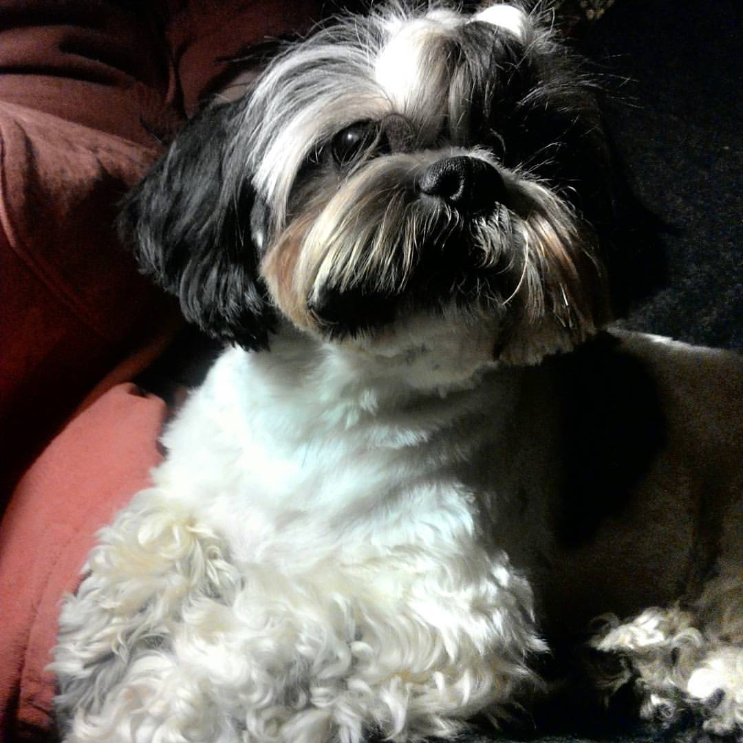 ekaterina__now в LOOKY — #ялюблюсвоюсобаку #мойлюбимыйпёс #shihtzuTosha #shihtzu #шит