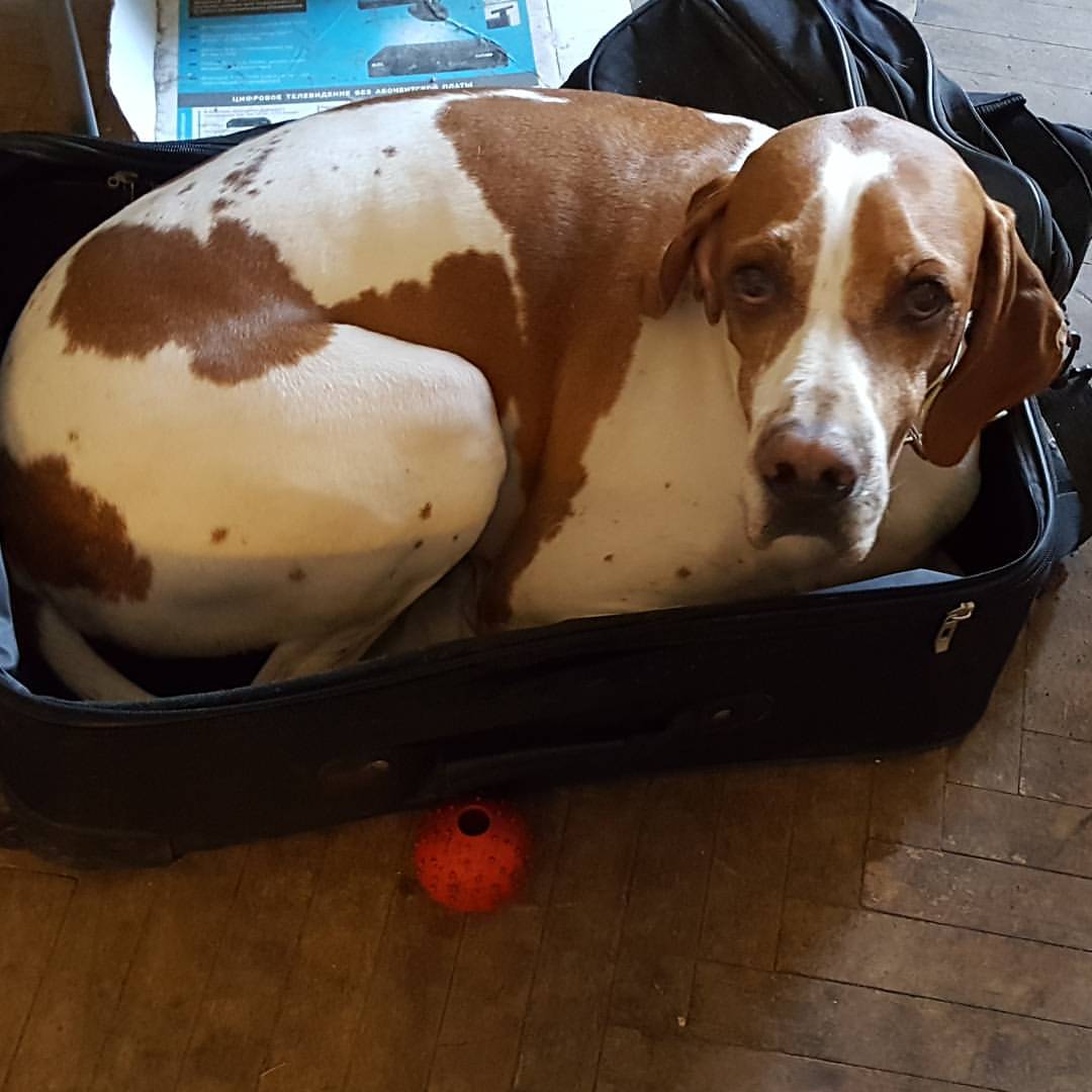 tv_mow_led in LOOKY. #animals,#dog,#dogs,#фото,#фотограф,#охота,#hunters,#pointer­,#morethanjustanimals­,#backcountrypaws­,#dogs_a_day­,#birddogoftheday­,#barkingtonpost­,#outdoorswithdogs­,#russia,#собака. ZEPHYR_dog #animals ...