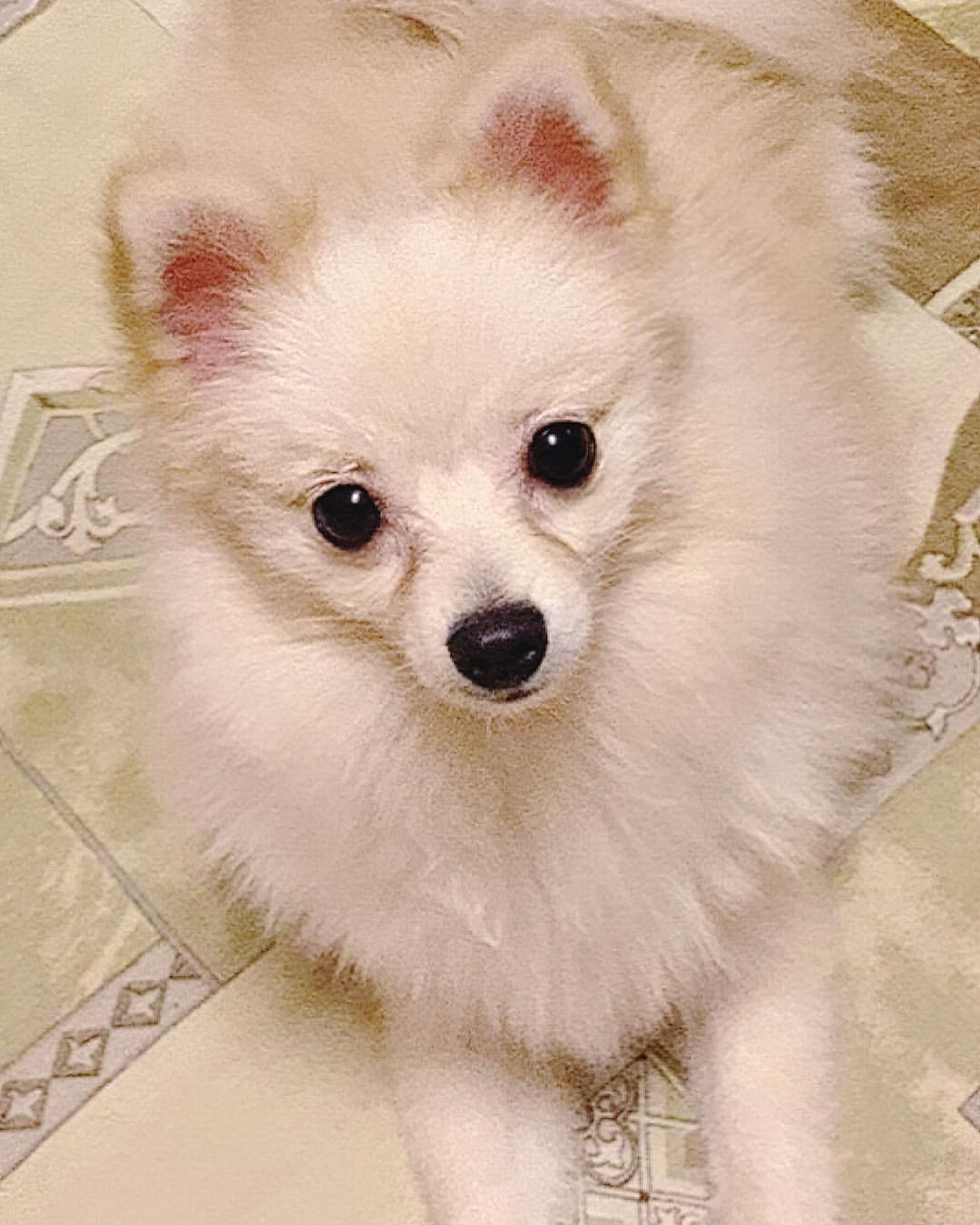 tasyany в LOOKY — #бусинка🐶🐾💕