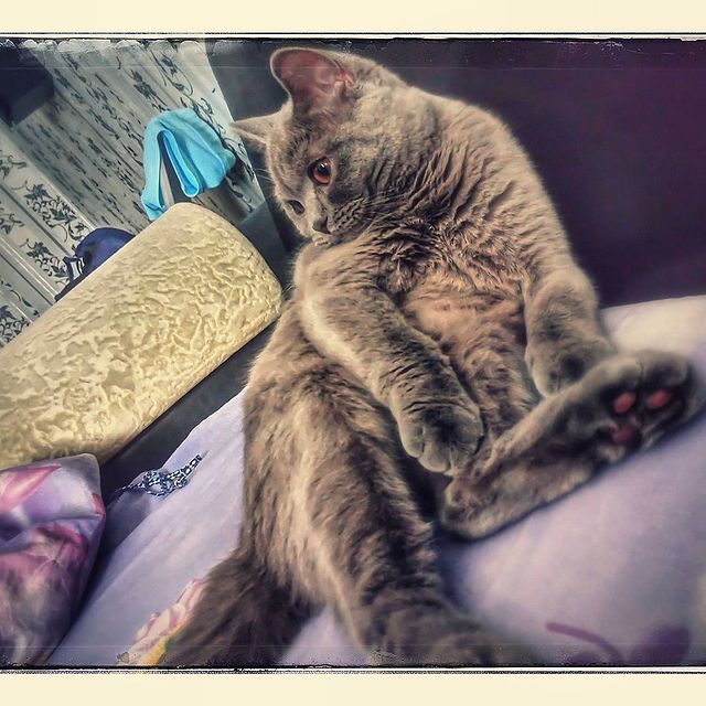zhiliys в LOOKY. . Булочка 😻